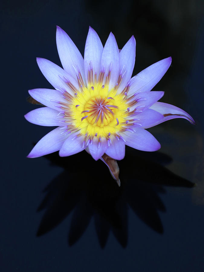 Water Lily at Naples 1 Photograph by David T Wilkinson
