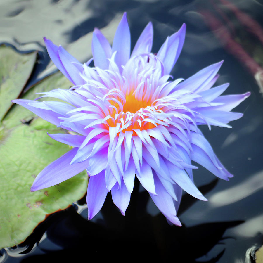 Water Lily at Naples 2 Photograph by David T Wilkinson