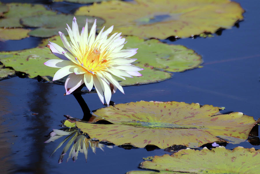 Water Lily at Naples 3 Photograph by David T Wilkinson