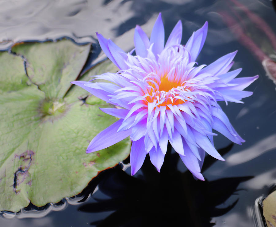 Water Lily at Naples 4 Photograph by David T Wilkinson