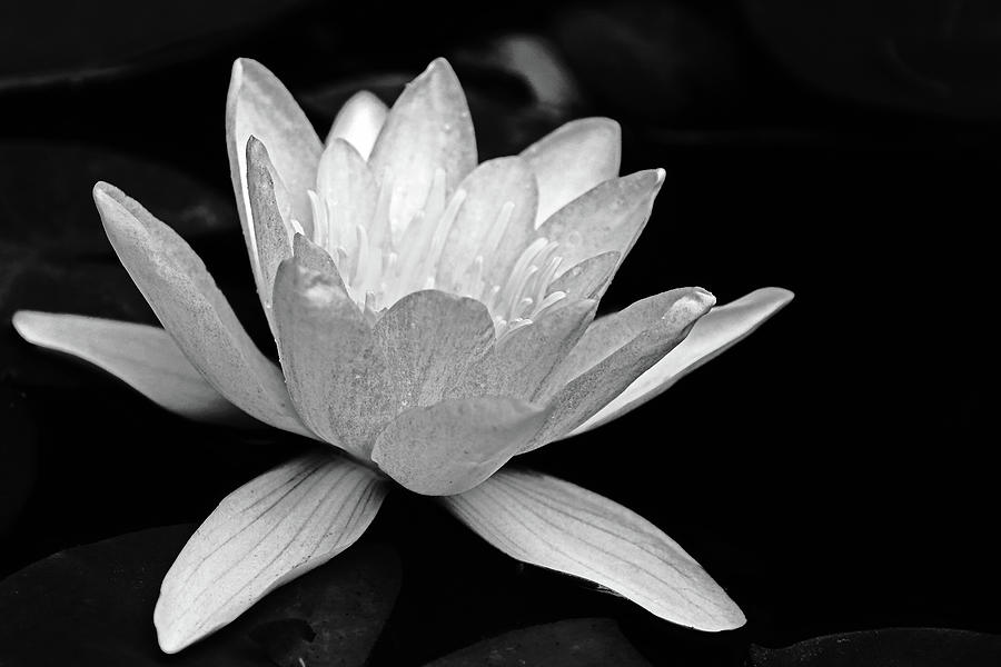 Water Lily Black And White Photograph by Debbie Oppermann
