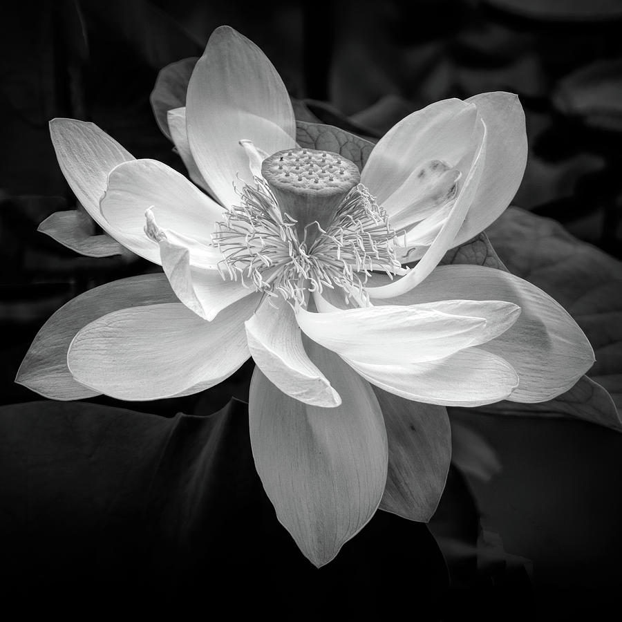 Black And White Photograph - Water Lily Black and White by Gerald Mettler