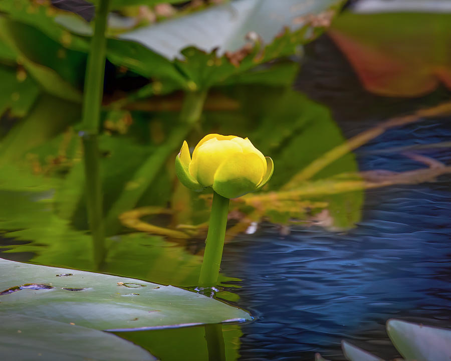 Water Lily Bud Photograph by Mark Andrew Thomas