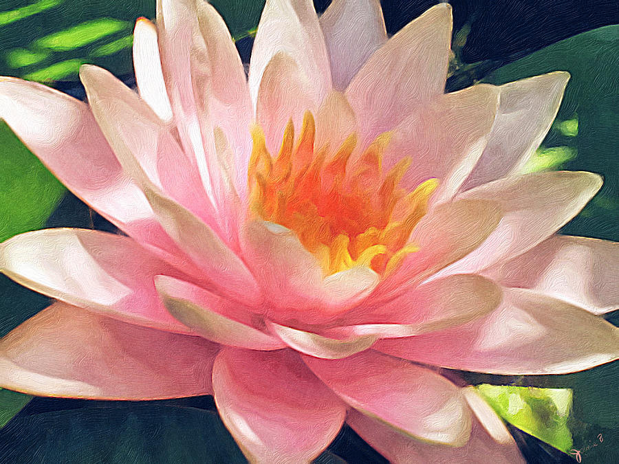 Water Lily Burst Digital Art by Mangos Art