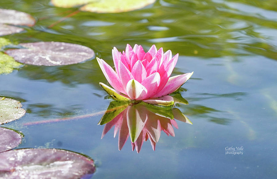 Water lily Photograph by Cathy Valle
