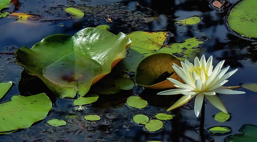 Water Lily Photograph by Cindy Robinson