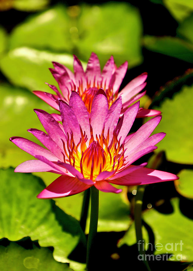 Water Lily Photograph by Craig Wood
