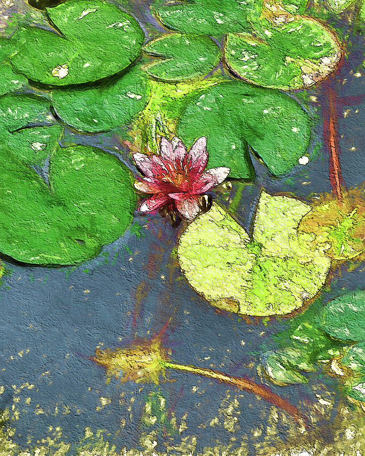 Water Lily Dance Digital Art by Terry Cork