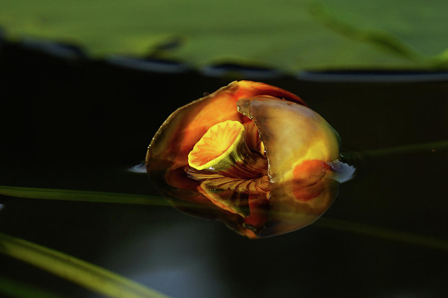 Water Lily Photograph by David Ralph Johnson
