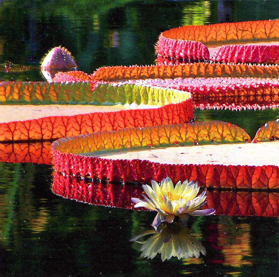 Water Lily Design Photograph by John Lautermilch