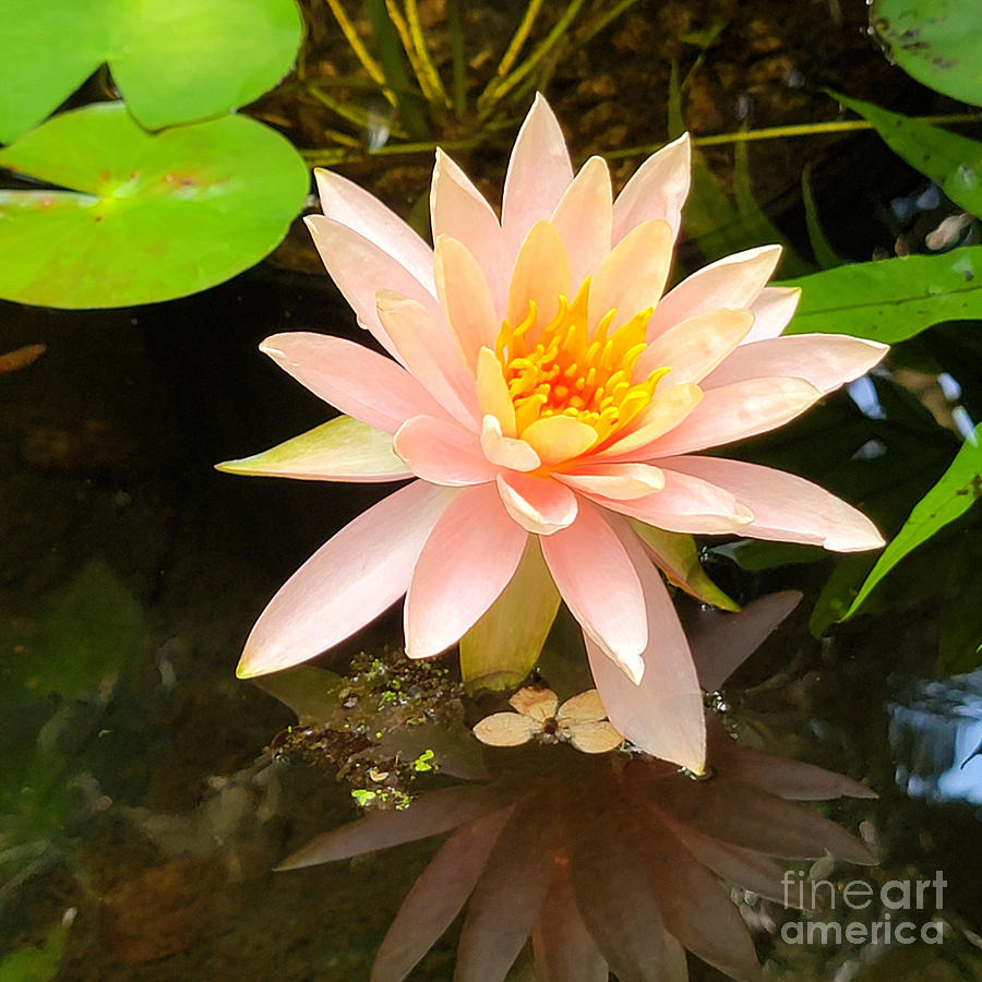 Water Lily Photograph by Donna Brown