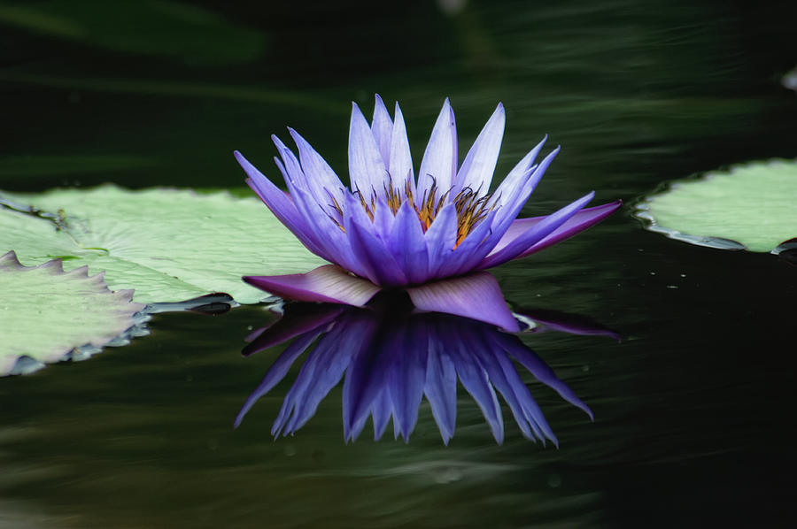 Water Lily Photograph by Doug Wittrock