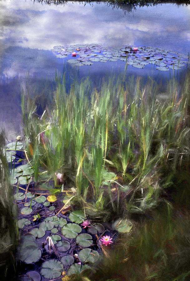 Water Lily Dreams Photograph by Wayne King