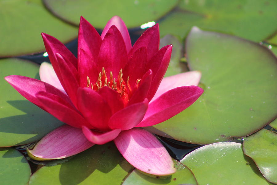 Water Lily Explosion Photograph by Callen Harty - Fine Art America