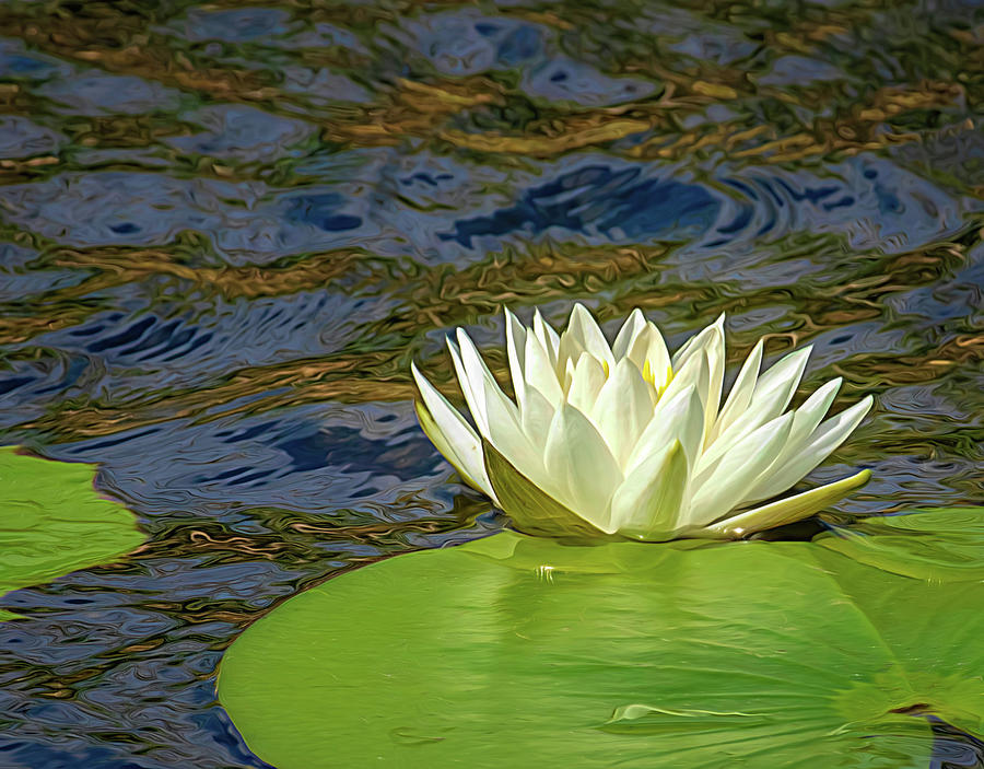 Water Lily Expressionist Painting Photograph by Rebecca Herranen