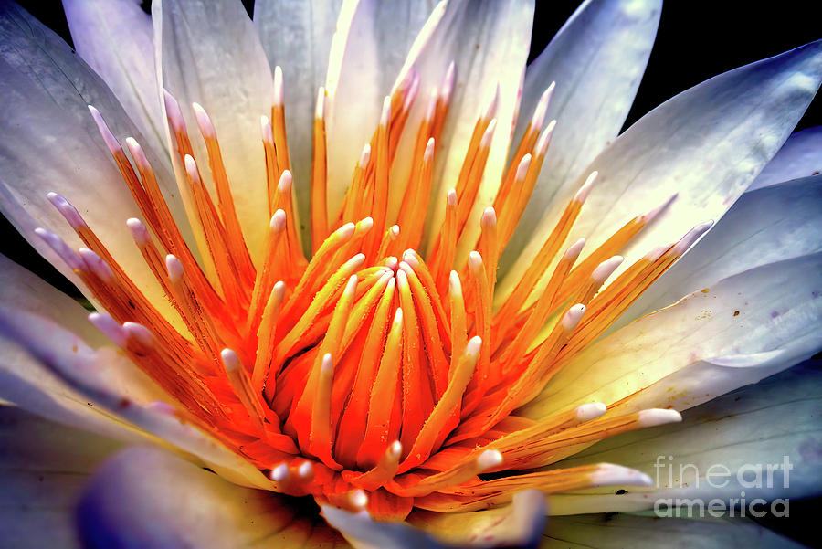 Water Lily Flower Photograph by Jolanta Anna Karolska