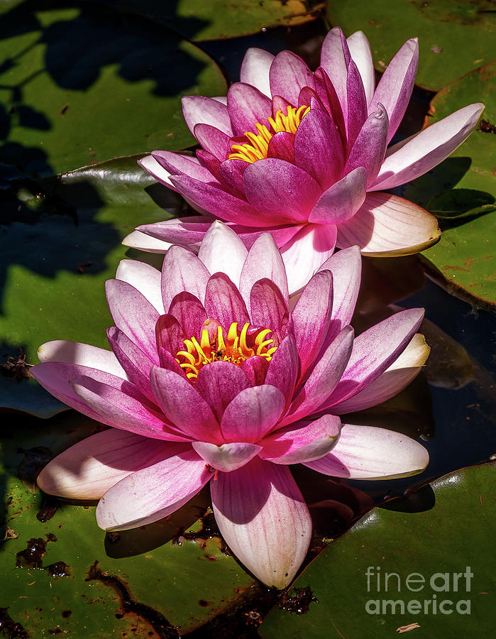 Water Lily Photograph by Fran Woods