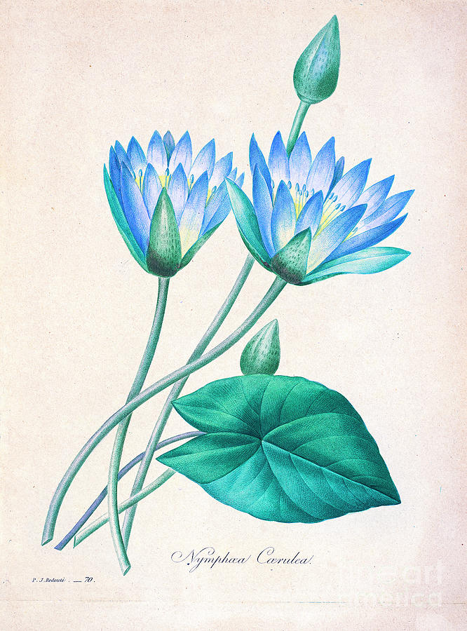 Water Lily Drawing Art Print | CANVASTAR ®