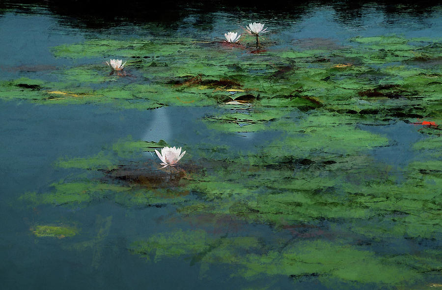Water Lily Impressions Photograph by Wayne King