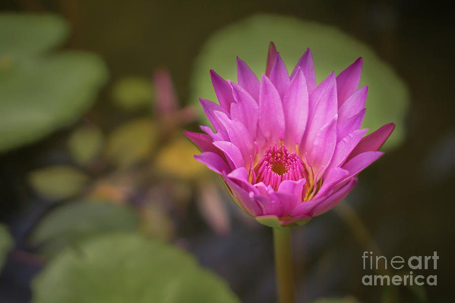 Nature Photograph - Water Lily in a Garden Pond by Nancy Gleason