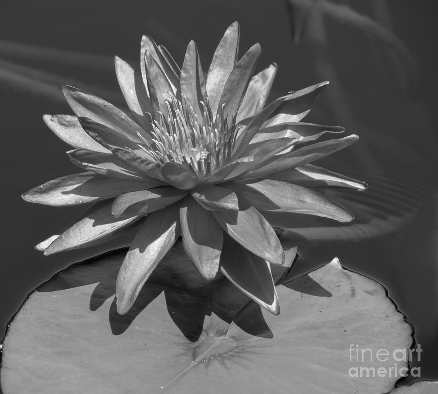 Water Lily in Black and White at the Naples Botanical Gardens Photograph by L Bosco