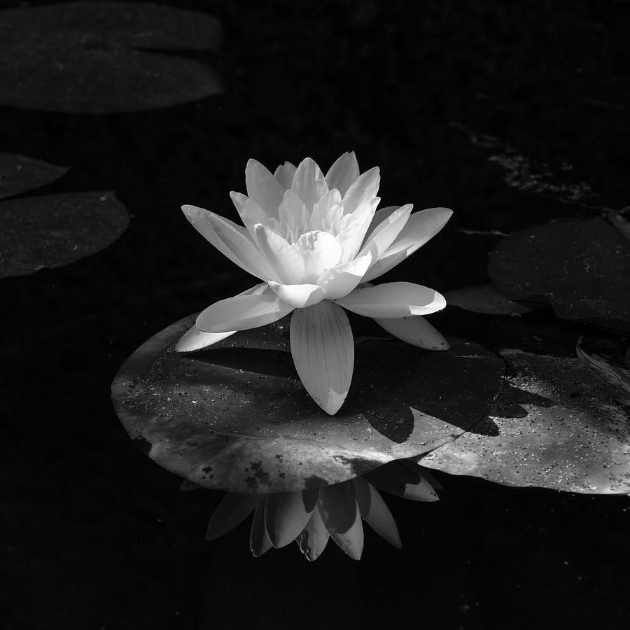 Water Lily in Black and White Photograph by Mary Lee Dereske
