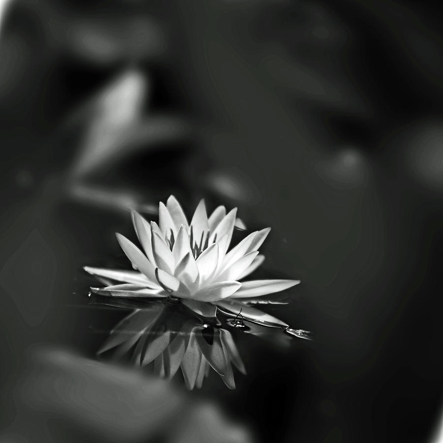 Water Lily in Black and White Photograph by Tometta Pouncie