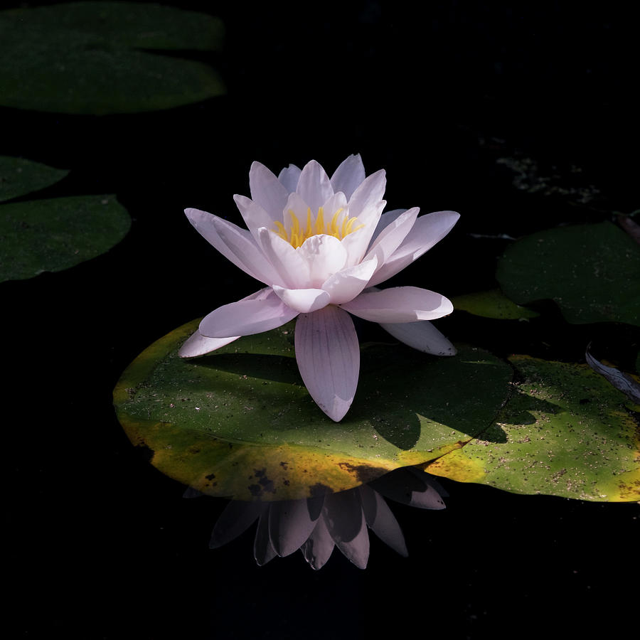Water Lily in Color Photograph by Mary Lee Dereske