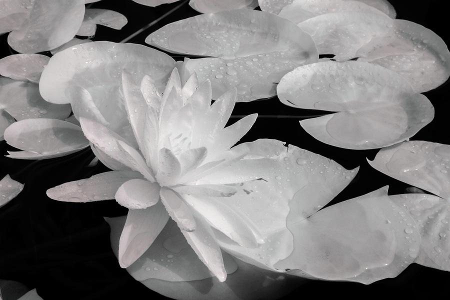 Water Lily in Infrared Photograph by Liza Eckardt