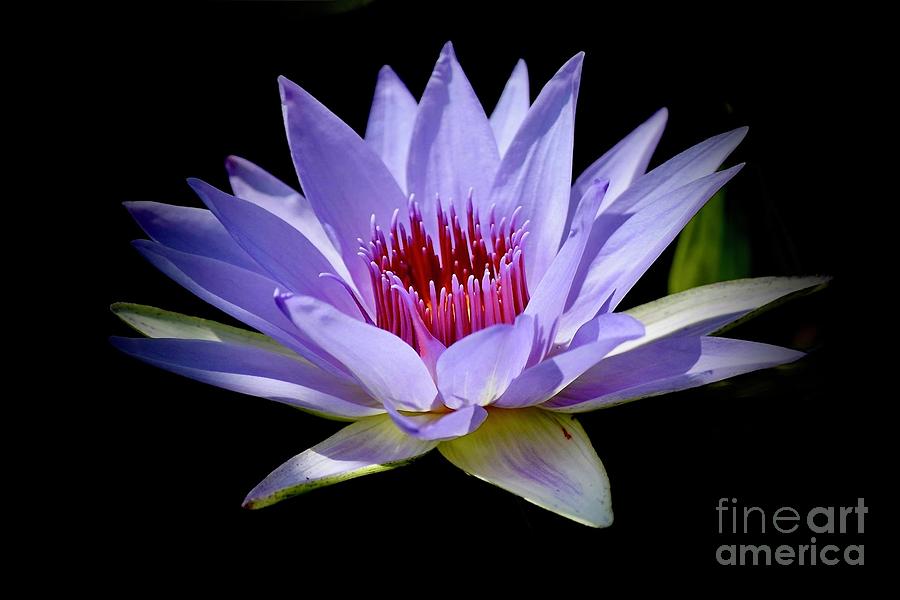 Water Lily In Lavender  Photograph by Jeannie Rhode