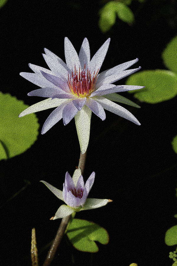 Water Lily in Lilac Color Photograph by Mingming Jiang