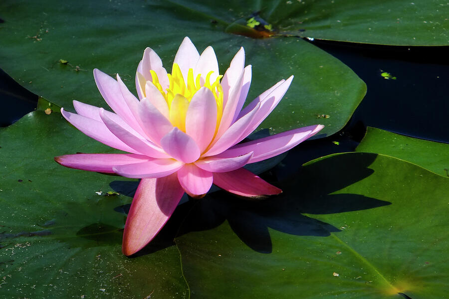 Water Lily in Mountain Lake Photograph by Tana Reiff Water Lily in Mountain Lake Photograph by Tana Reiff