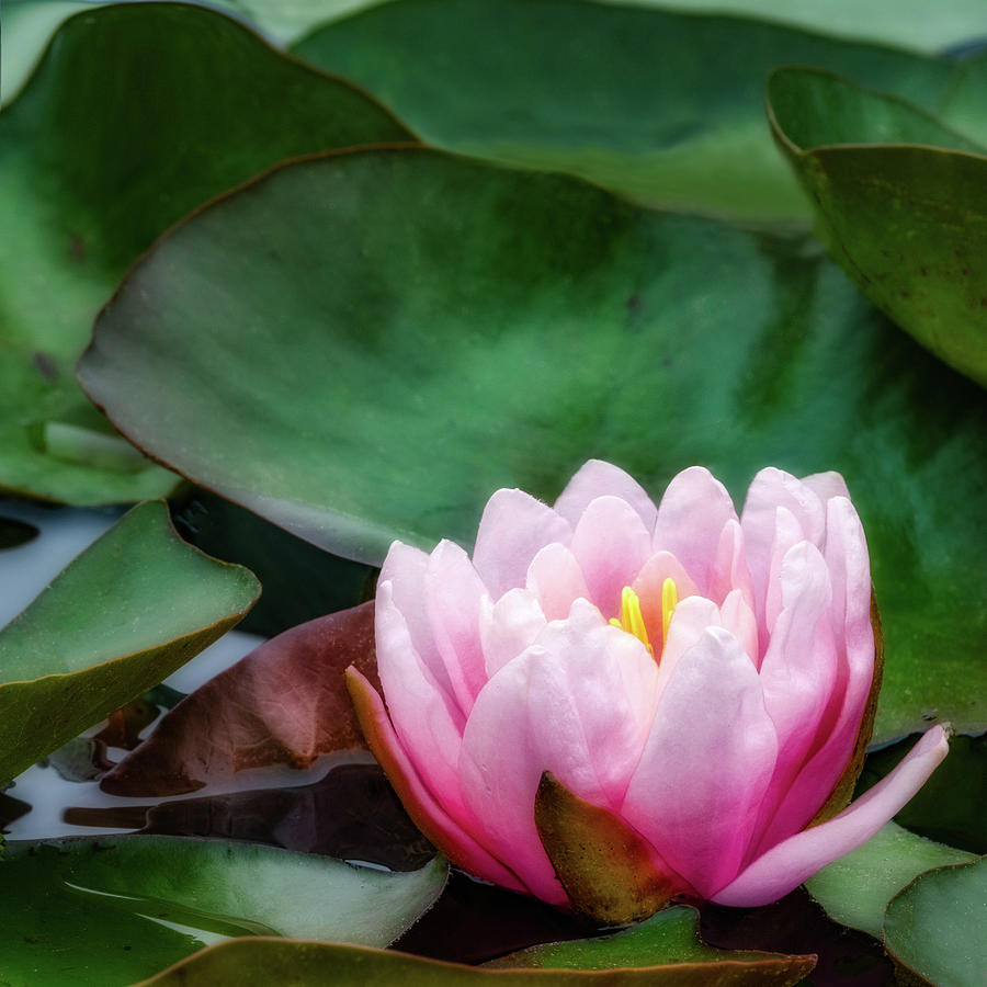 Water Lily in Pink Photograph by Kristal Kraft