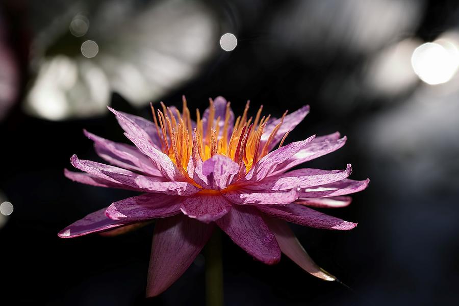 Water Lily in the Spotlight Photograph by Mingming Jiang