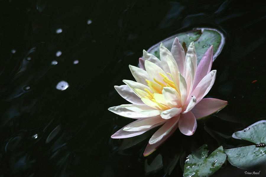 Water Lily in the Summer Photograph by Trina Ansel