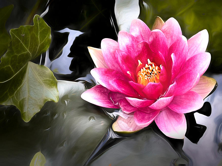 Water Lily Photograph by Jack Wilson
