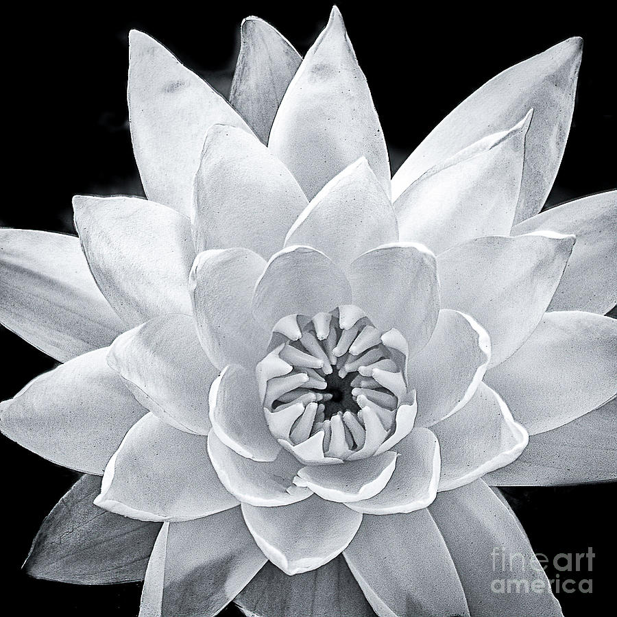 Water Lily Photograph by James Buch
