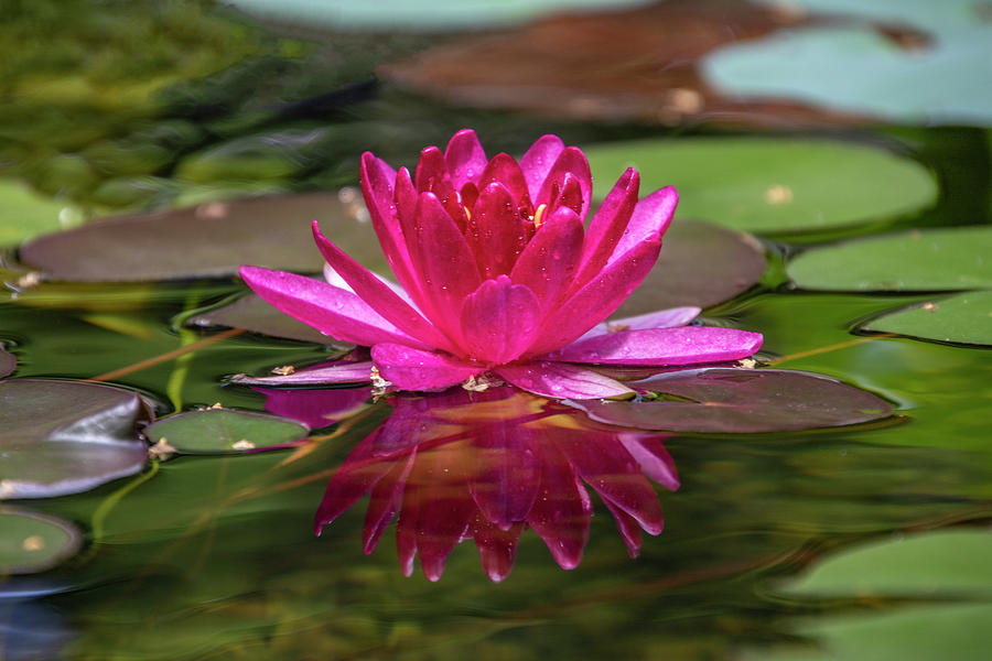 Lily Photograph - Water lily by Jean Haynes