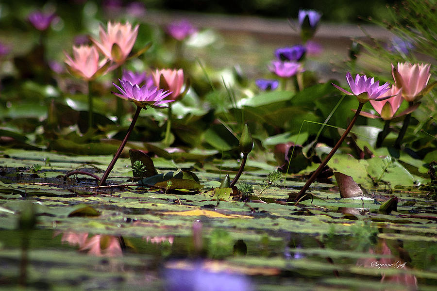 Water Lily Jumble in Watercolor Photograph by Suzanne Gaff