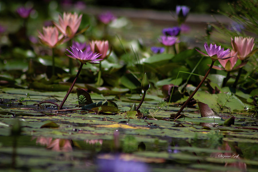 Water Lily Jumble Photograph by Suzanne Gaff