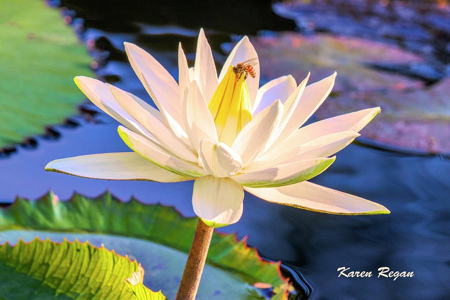Flowers Still Life Photograph - Water Lily by Karen Regan