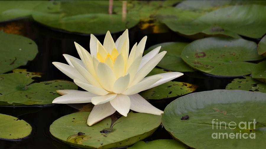 Water Lily Photograph by Kevin Fortier