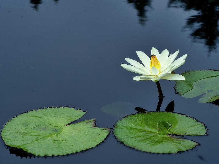 Water LIly Photograph by Kristal Kraft