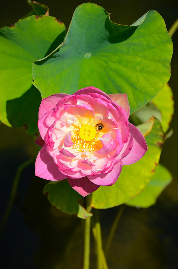 Water Lily - Lan Su Chinese Garden, Portland, Oregon Photograph by Alex Vishnevsky
