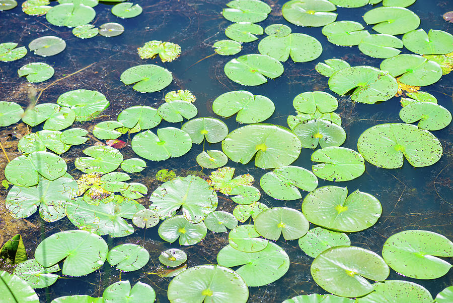 Water lily leaves Photograph by Aarthi Arunkumar