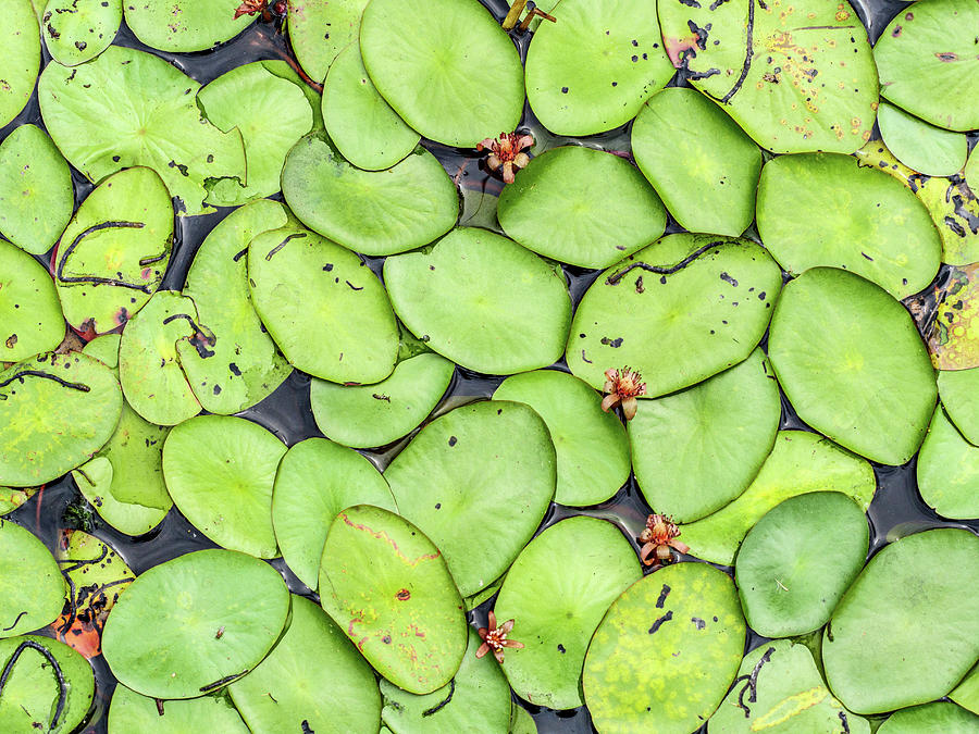 Water lily leaves. Photograph by Rob Huntley