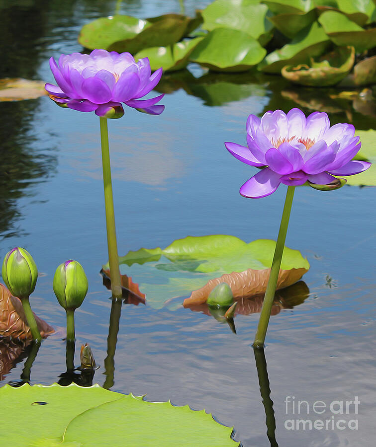 Water Lily Lilac Photograph by Nina Silver