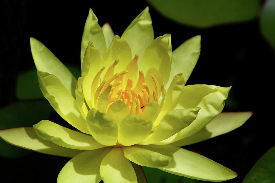 Water Lily Photograph by Linda Segerson