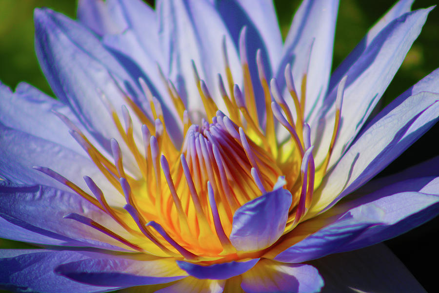 Water Lily Love Photograph by Marcus Jones