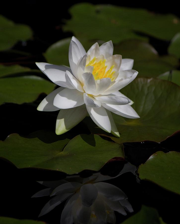 Water Lily Photograph By Lyn Steuart - Fine Art America